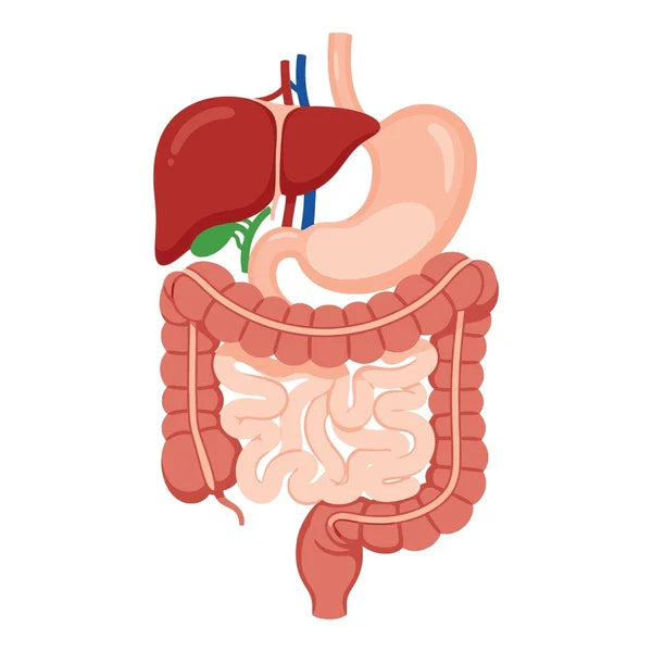 DIGESTIVE HEALTH